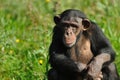 Cute chimpanzee Royalty Free Stock Photo