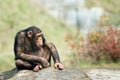 Cute chimpanzee Royalty Free Stock Photo