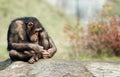 Cute chimpanzee Royalty Free Stock Photo