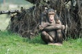 Cute chimpanzee Royalty Free Stock Photo