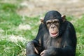 Cute chimpanzee Royalty Free Stock Photo