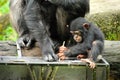 cute chimpanzee Royalty Free Stock Photo