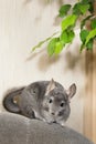 Cute chinchilla climbing on sofa in room, pet walking in interior of house, life of domestic animals indoors, thoroughbred fluffy