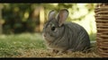 Cute Chinchilla Outdoors Fluffy Rodent with Big Ears Sitting on Grass and Hay, Wicker Basket Hint Royalty Free Stock Photo