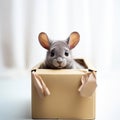 Cute chinchilla looks out of a gift box, a pet as a gift, love for animals,