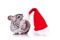 Cute chinchilla near a santa hat