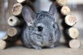 Cute chinchilla pet rodent with wooden tunnel toy