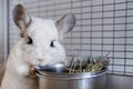 Cute chinchilla of white color is sitting in its house near to bowl with hay. Time of feeding