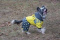 Cute chinese crested dog in the beautiful pet clothes is standing in the autumn park. Pet animals