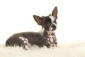 Cute chinese crested puppy dog lying down on a white fur Royalty Free Stock Photo