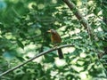 Cute Chinese hwamei (Garrulax canorus) on a branch with green leaves