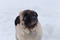 Cute chinese pug puppy on a background of white snow. Dutch mastiff or mops. Pet animals Royalty Free Stock Photo