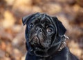 Cute chinese pug puppy close up . Dutch mastiff or mops. Pet animals.