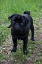 Cute chinese pug puppy is looking at the camera. Dutch mastiff or mops. Pet animals. Royalty Free Stock Photo