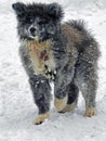 Cute chiot puppy standing in the snowy landscape