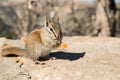 Cute Chipmunk Enjoys a Snack in a Forest Setting.