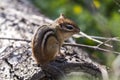 Cute chipmunk