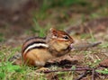 Cute Chipmunk eating Royalty Free Stock Photo