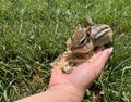 Cute Chipmunk Eating