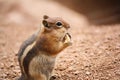 Cute Chipmunk Eating a Cracker with its Hands Royalty Free Stock Photo