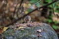 Cute chipmunk eating nuts on a stone in a forest with a blurry background Royalty Free Stock Photo