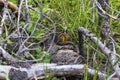 Cute chipmunk inside grass