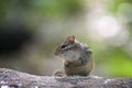 Cute chipmunk on a log eating Royalty Free Stock Photo