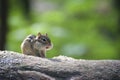 Cute chipmunk on a log eating Royalty Free Stock Photo