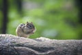 Cute chipmunk on a log eating Royalty Free Stock Photo