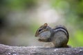 Cute chipmunk on a log eating Royalty Free Stock Photo