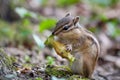 Cute chipmunk perched atop a log in a forest eating the leftovers of an apple Royalty Free Stock Photo
