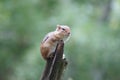 Cute chipmunk perched upon a log. Royalty Free Stock Photo