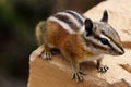 Cute chipmunk sitting on stone railing