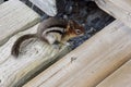 Cute Chipmunk, Tree squirrel in Rocky mountain, wild nature