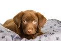 Cute chocolate brown labrador puppy dog on a grey pillow Royalty Free Stock Photo