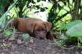 Chocolate colored puppy resting in garden Royalty Free Stock Photo