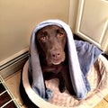 Cute dog bath time Royalty Free Stock Photo