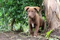 Chocolate Lab Mix Puppy in Garden Royalty Free Stock Photo