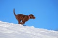 A cute chocolate lab puppy playing in the snow on a clear sunny Royalty Free Stock Photo