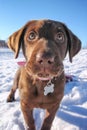 A cute chocolate lab puppy playing in the snow on a clear sunny