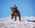 A cute chocolate lab puppy playing in the snow on a clear sunny Royalty Free Stock Photo