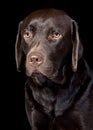 Cute Chocolate Labrador Retriever