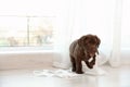 Cute chocolate Labrador Retriever puppy with torn paper . Space for text