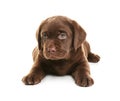 Chocolate Labrador Retriever puppy on white background Royalty Free Stock Photo