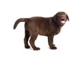 Cute chocolate Labrador Retriever puppy on white background Royalty Free Stock Photo