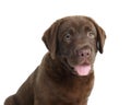 Cute chocolate Labrador Retriever puppy on white background Royalty Free Stock Photo