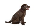 Cute chocolate Labrador Retriever puppy on white background Royalty Free Stock Photo