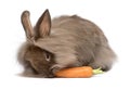 Cute chocolate lionhead bunny rabbit is eating a carrot