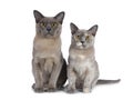 Cute chocolate and tortie Burmese cat kittens on white background