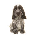 Cute chocolate and white english cocker spaniel puppy dog sitting on a white background Royalty Free Stock Photo